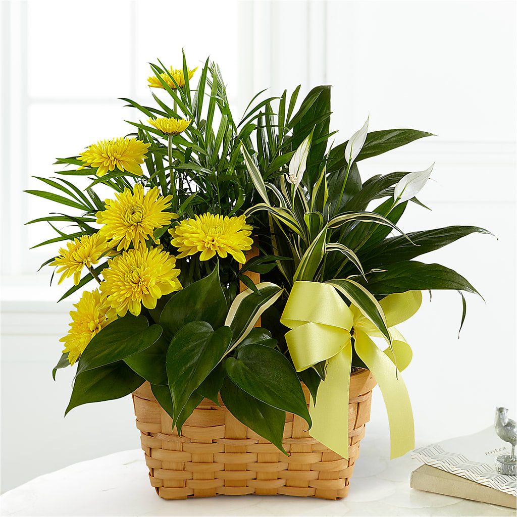 Loving Light Dishgarden – The Warrenton Florist, Warrenton VA