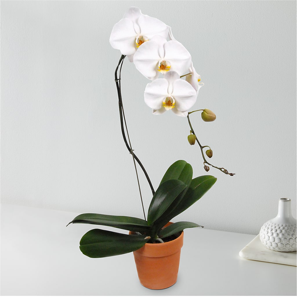 White Cascading Orchid – The Warrenton Florist, Warrenton VA