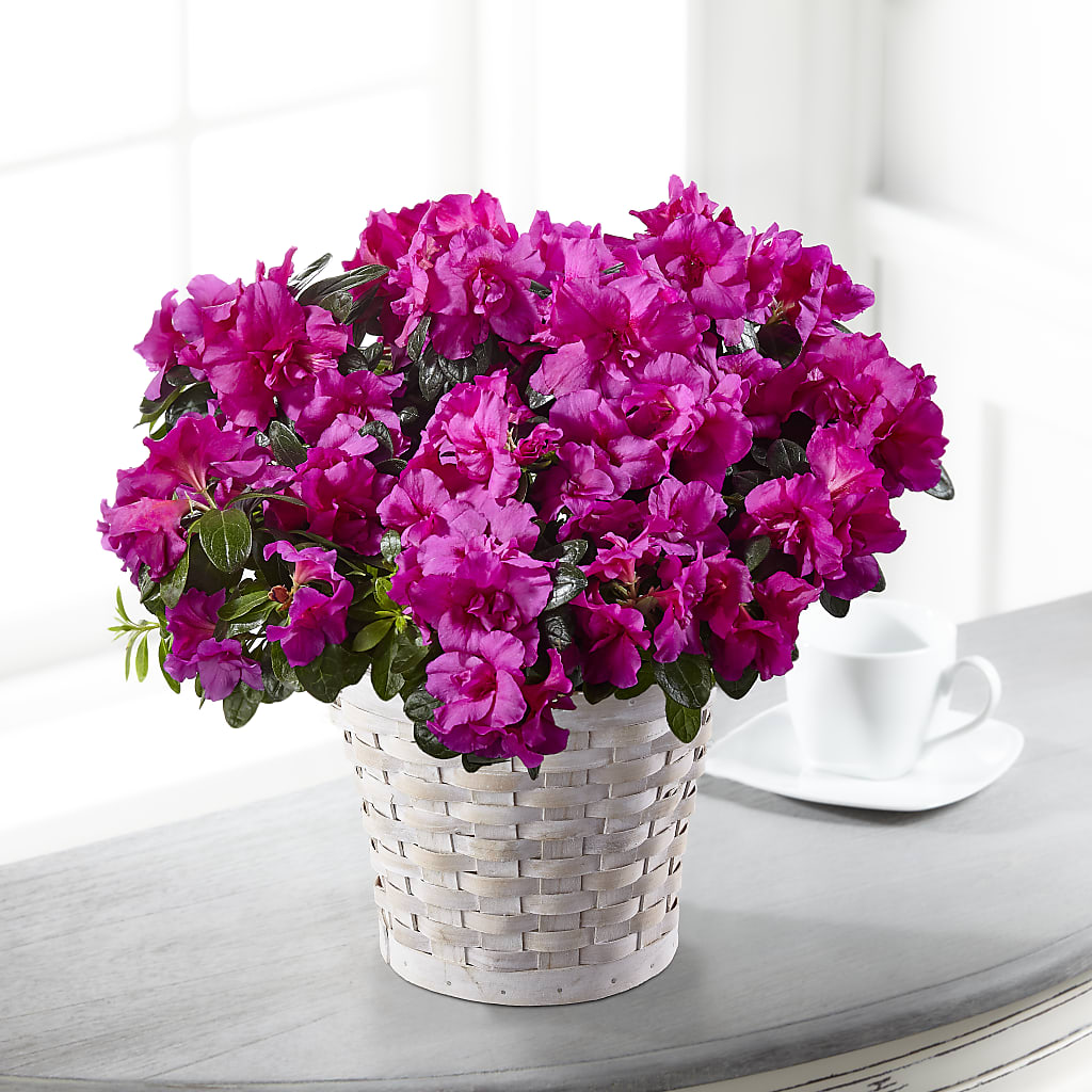 Hope & Serenity Azalea Plant – The Warrenton Florist, Warrenton VA