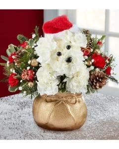 Santa Paws –  The Warrenton Florist, Warrenton VA
