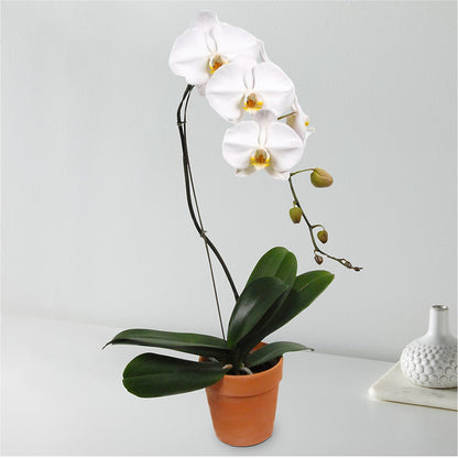 White Cascading Orchid –  The Warrenton Florist, Warrenton VA